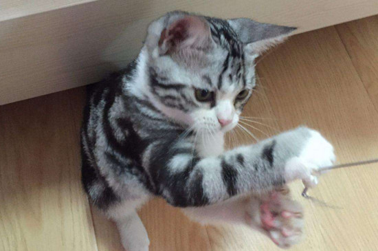 两个月的猫可以吃鸡胸肉吗