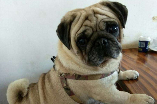 巴哥犬对主人忠诚度