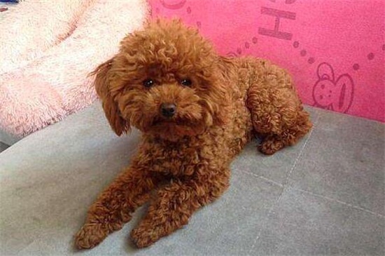 泰迪用什么洗澡好，专用犬类沐浴液更利于毛发生长