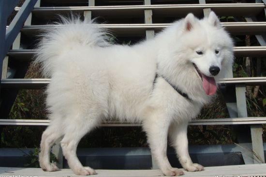 萨摩耶犬饲养方法，合理喂养并定期驱虫接种疫苗