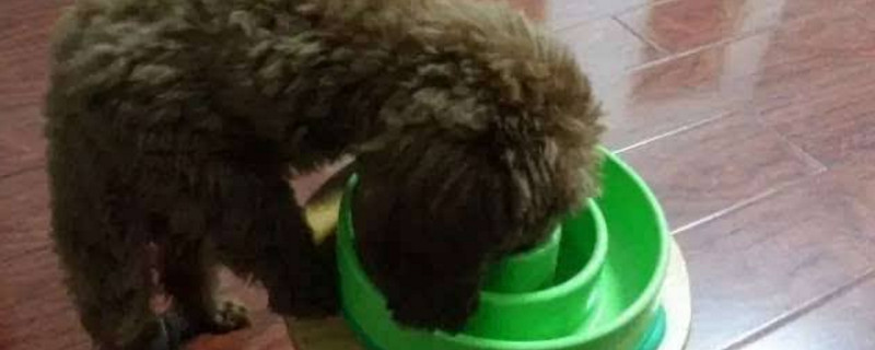 狗慢食盆危害