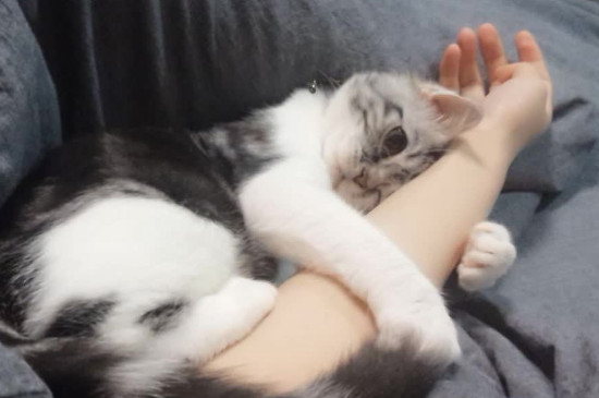 猫喜欢摸她哪里
