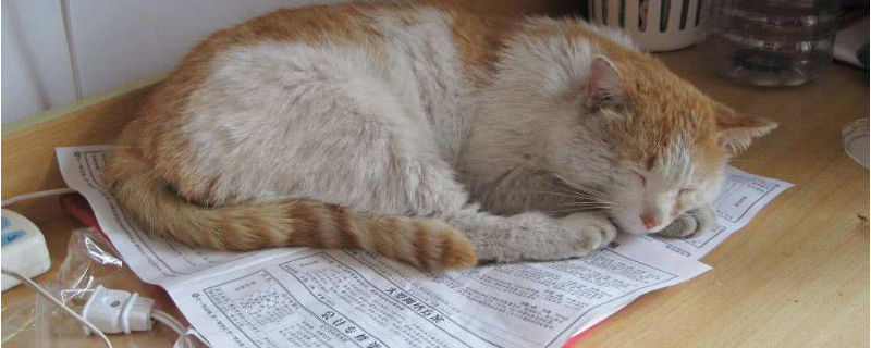 女生养猫的坏处