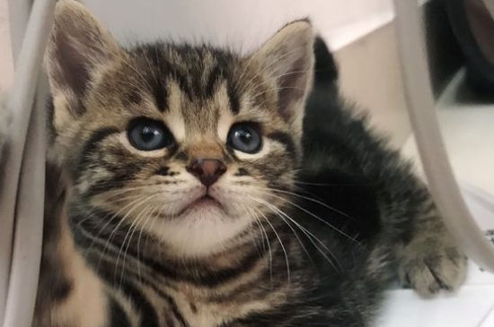 猫必须打狂犬吗