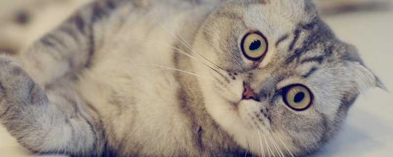 猫耳朵有黄黄的黏液