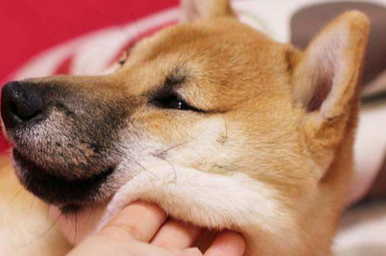 柴犬几个月暴脸