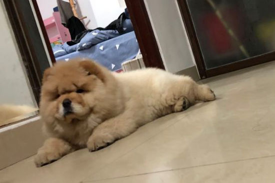 松狮几个月开始变脸