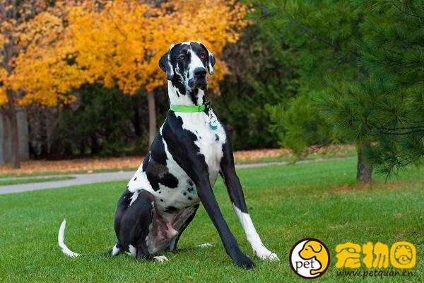 太阳神犬大丹犬，对熟人小朋友和小动物很友爱