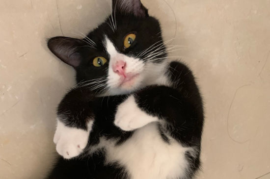 猫的脚垫有什么作用