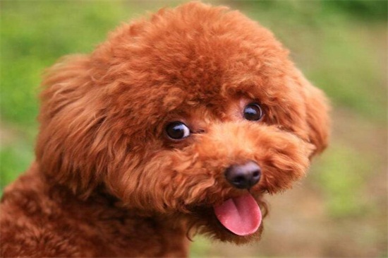 怎么养泰迪幼犬，定期接种疫苗还要注意饮食规律