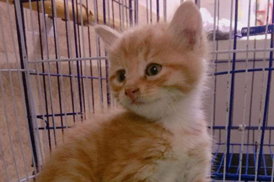 小土猫需要打疫苗吗