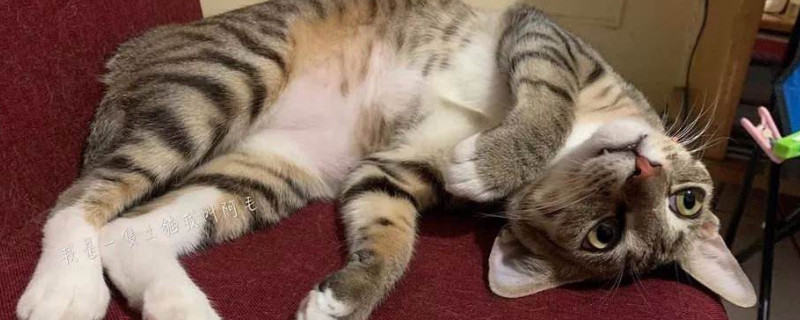 把猫咪送走它明白吗