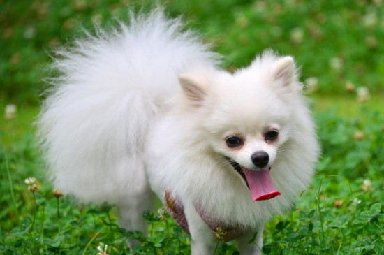 世界十大最受欢迎的狗，全球十大忠诚可爱适合家养的犬种