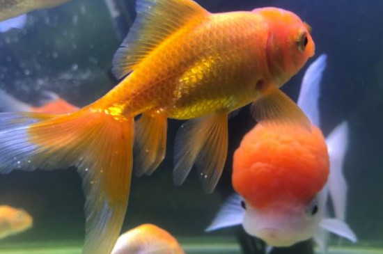 鱼脱膜怎么回事