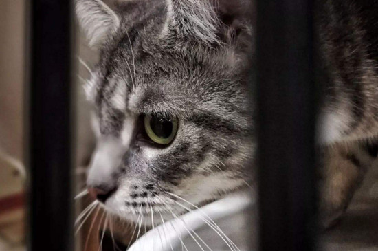 猫躲在角落里不出来