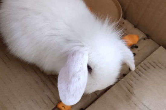 兔子假死会闭眼吗