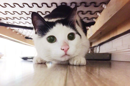 初买的猫需要做检查吗
