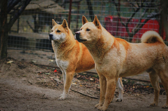 土猎犬和土狗区别