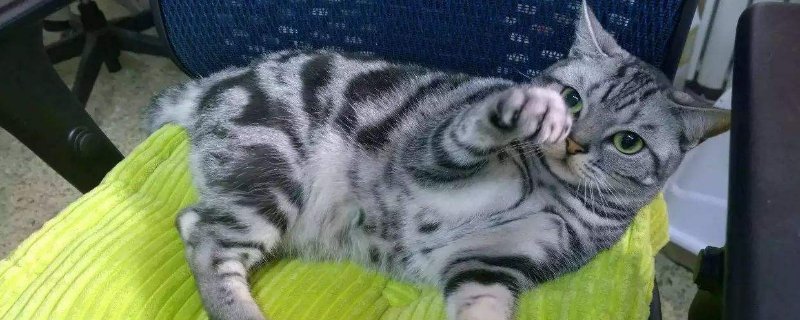 猫有一只眼睛睁不开
