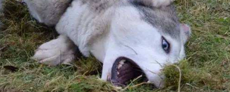 狗有狂犬病的症状