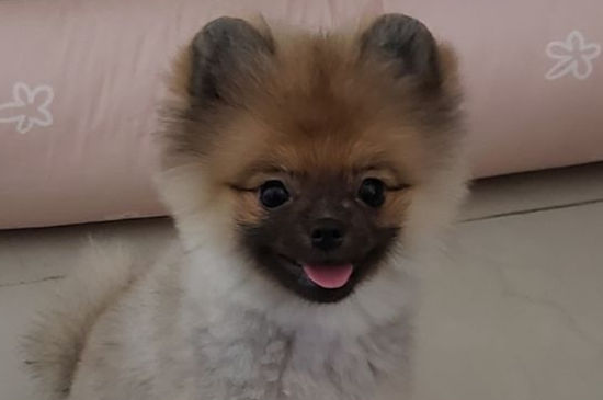 博美生长体重表