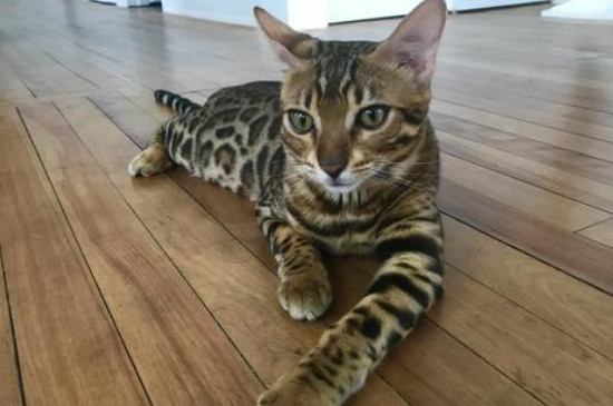 豹猫认主人吗