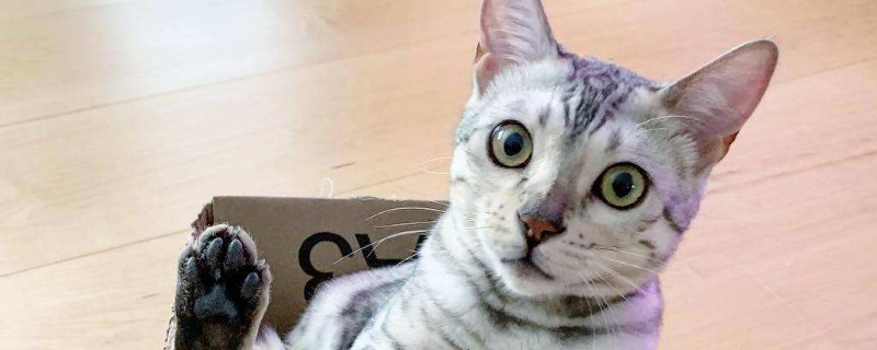 猫到新环境几天能适应
