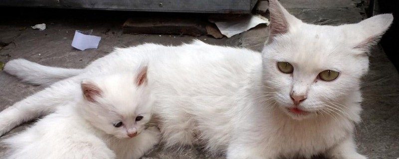 怎么知道母猫有没有奶