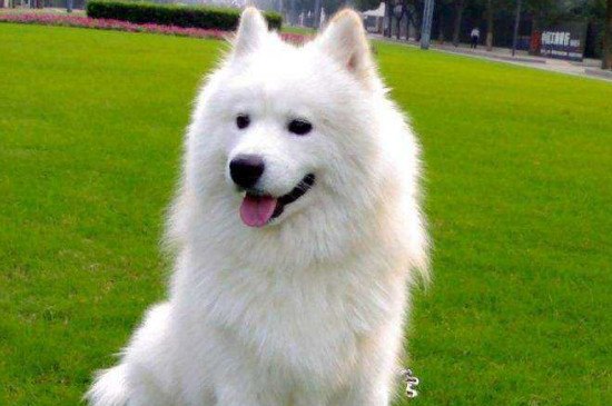 不掉毛的中型犬