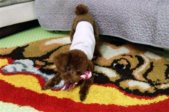 狗磨牙怎么回事