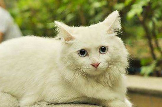 养狮子猫需要注意什么