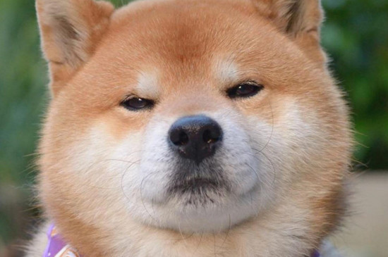 16个不能养柴犬的理由
