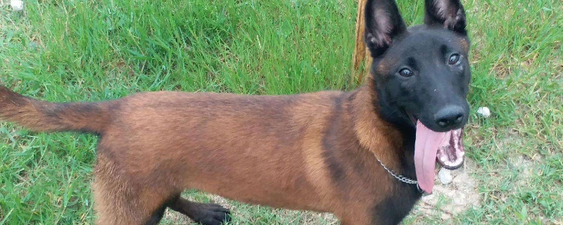 马犬被暴打后会记仇吗