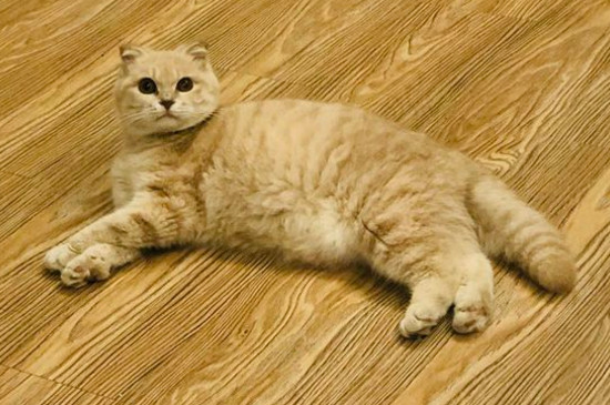 没出过门的猫咪跑丢了