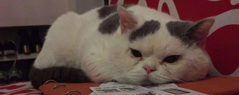 为什么有些猫洗了澡就死了