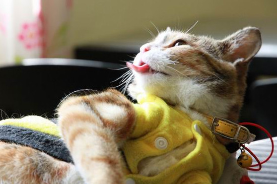 猫咪舔毛是因为跳蚤吗