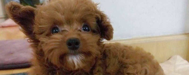 泰迪有口臭怎么办
