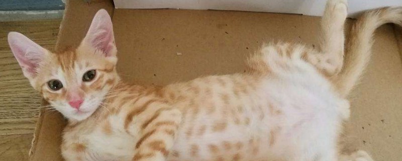 猫咪为什么晚上闹腾