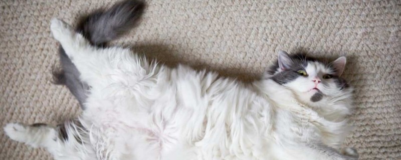 猫的尾巴为什么一直动