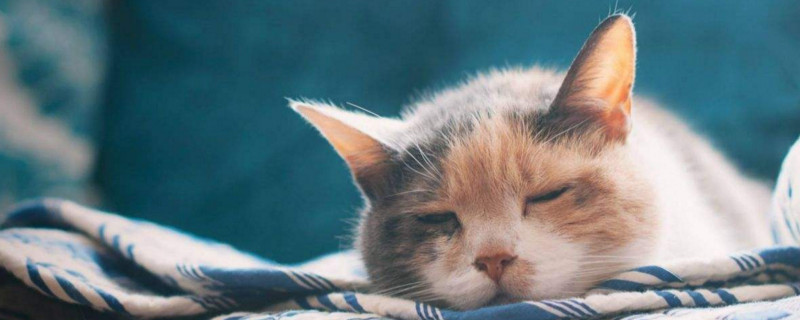 猫咪离开主人的表现