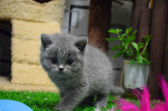 小奶猫吃什么
