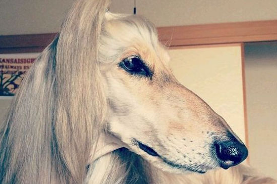 阿富汗猎犬毛什么时候长齐