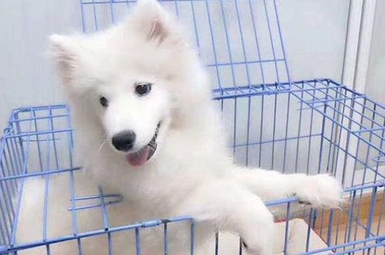 老狗多久才能接受新狗