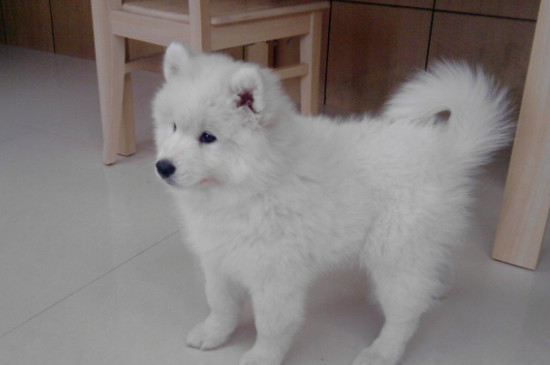 神经性犬瘟临死症状