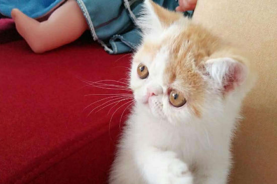 加菲猫生气的表现