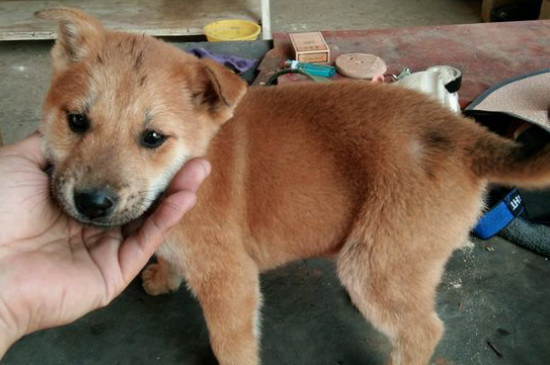 狗狗突然掉毛厉害