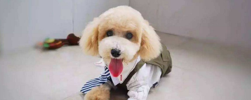 狗狗一直仰头什么症状