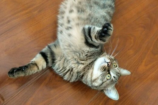 狸花猫多大才能变温顺