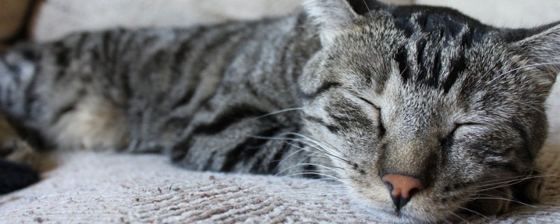猫咪肚子圆鼓鼓的