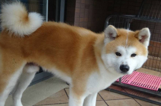 秋田犬和柴犬哪个好，秋田性情更好柴犬很少人养